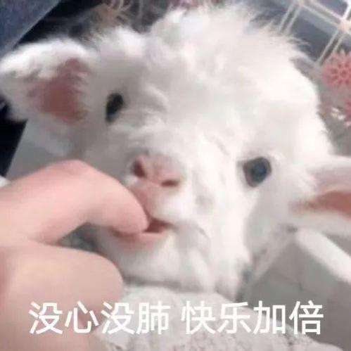 没心没肺